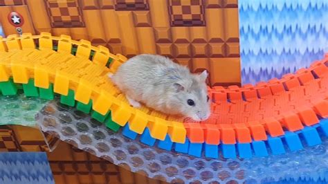 hamster mazes youtube|funny hamster videos maze.